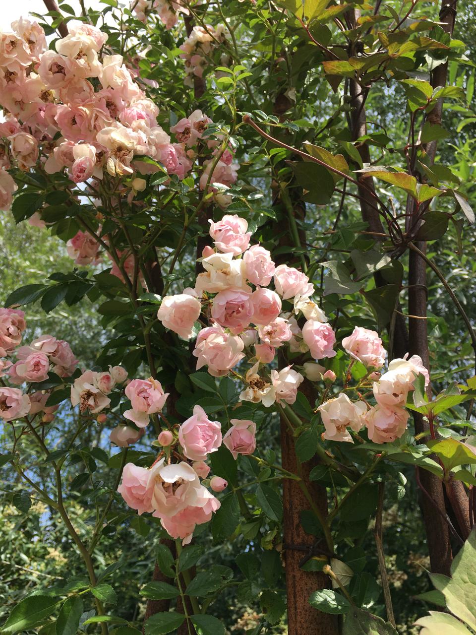 L arche des roses anciennes Domaine de Chaumont sur Loire