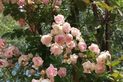 L arche des roses anciennes Domaine de Chaumont sur Loire