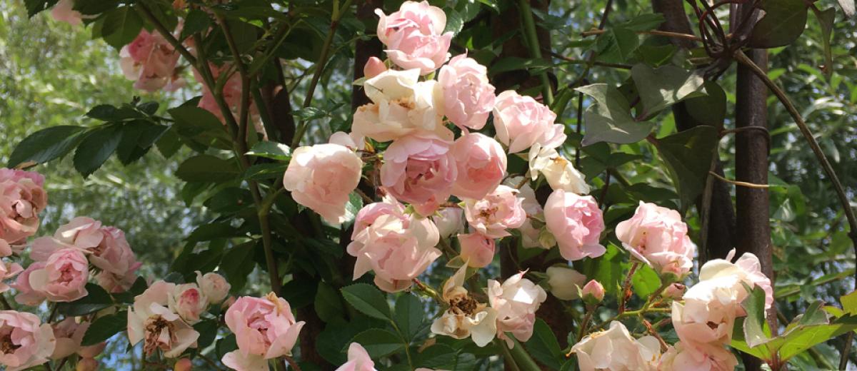 L arche des roses anciennes Domaine de Chaumont sur Loire